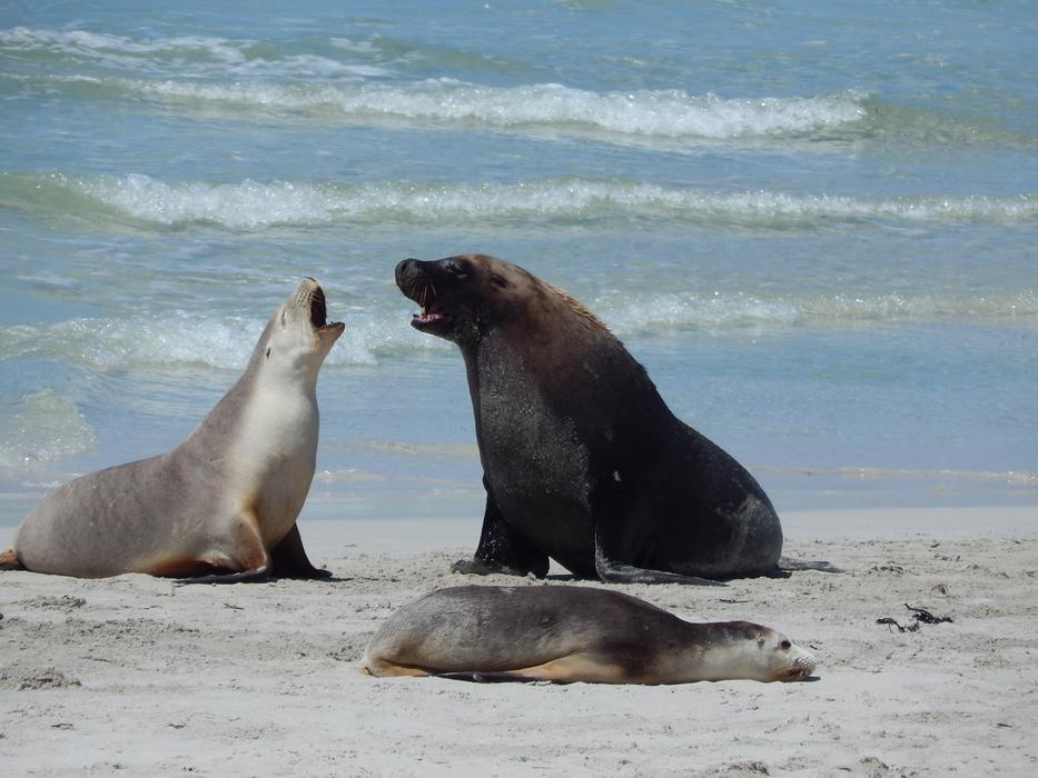Wild Seals on sandy Beach