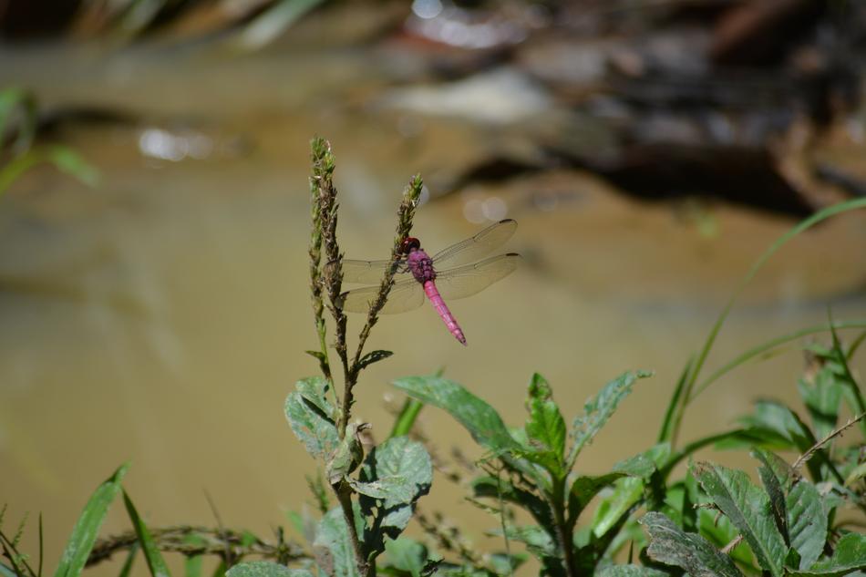 Dragonfly Encyclopedia Macro