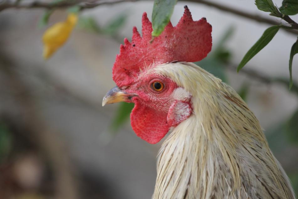 white chicken with a red comb