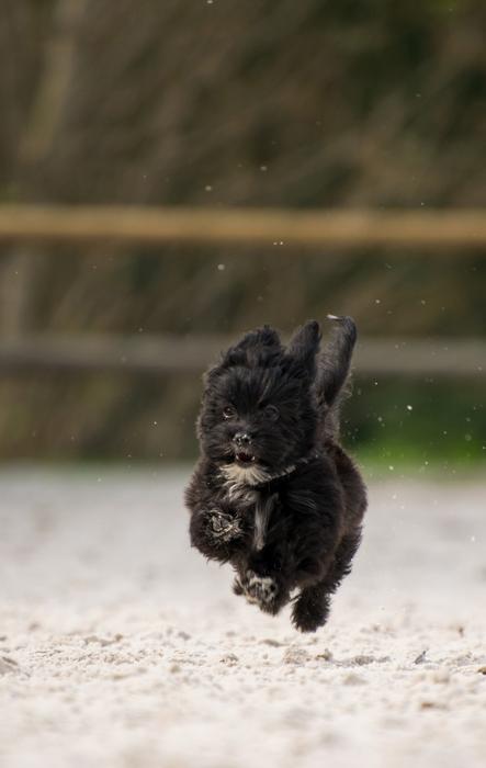 cute Doggy Race on Sand