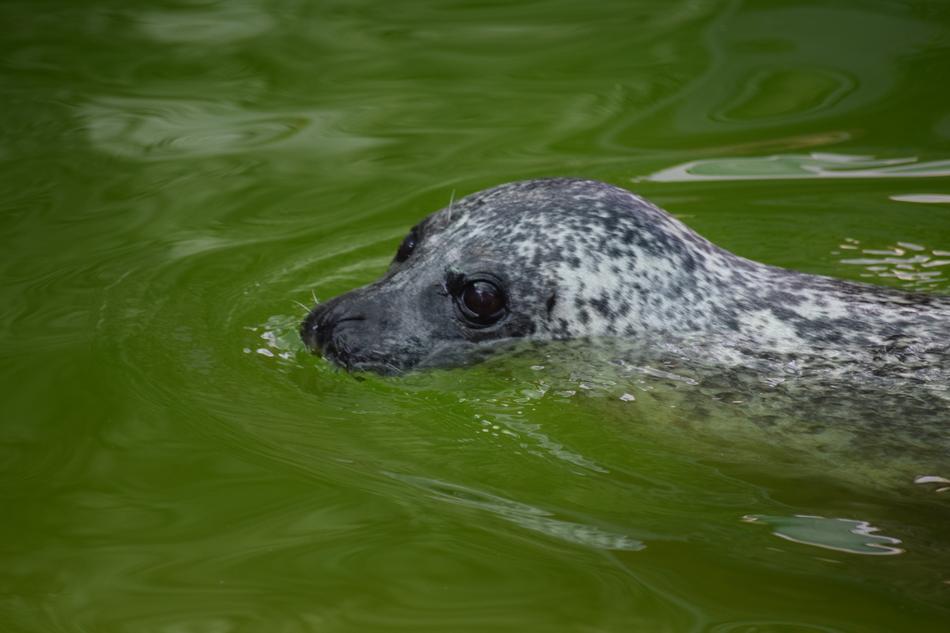 wild Seal Mammal swim