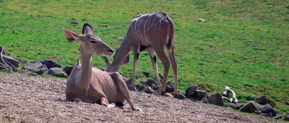pair of antelopes resting