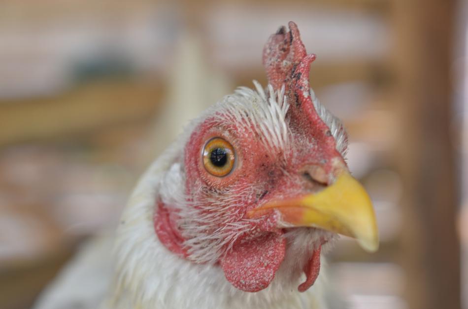 Chicken Hen Farm