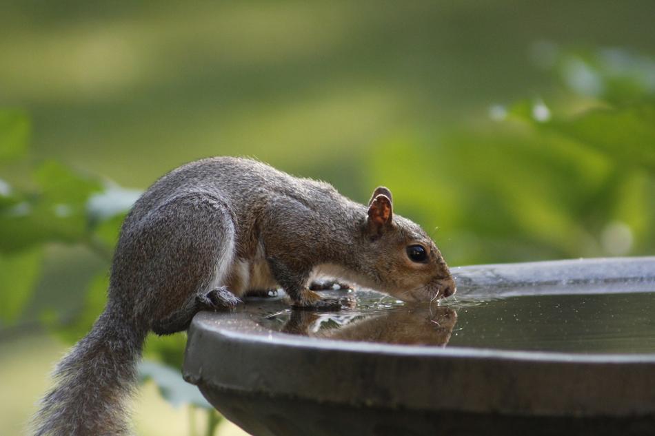 squirrel drinking from a fountain