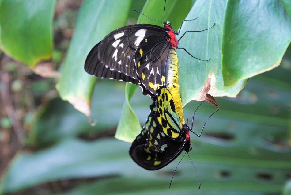 two colored butterflies in the garden