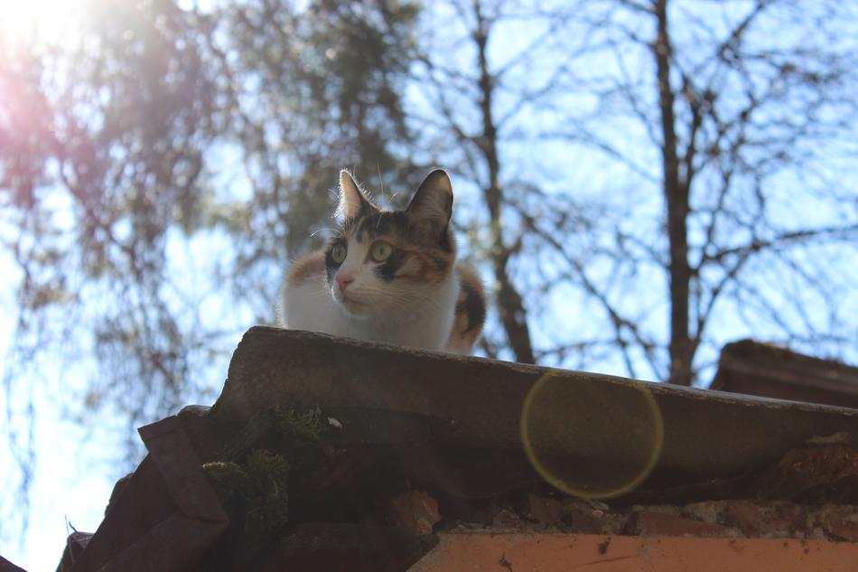 Cat Animal