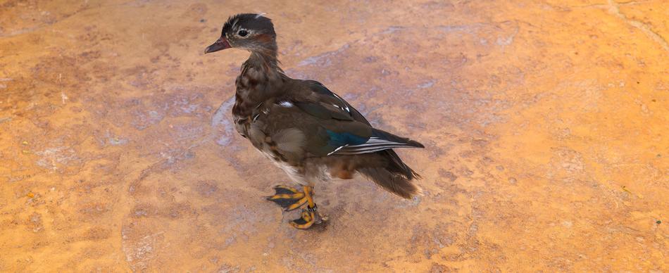 Duck Bird closeup picture