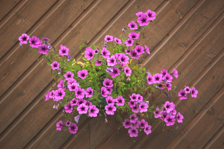 Flowers Wall Plants