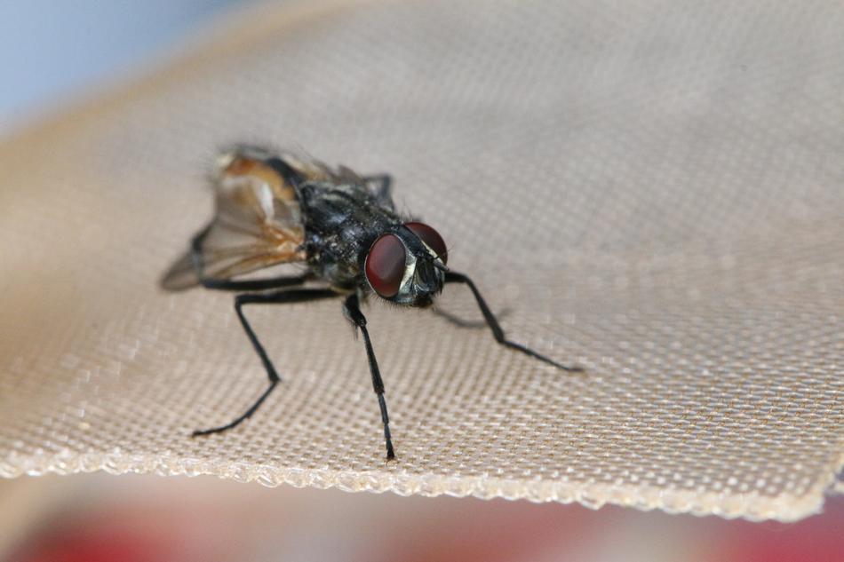 Fly Insect Macro Flying