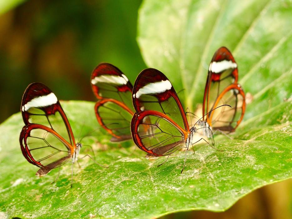 Insect Butterfly Close Up