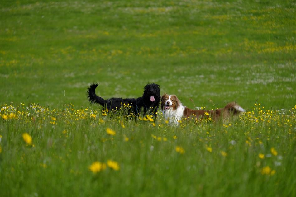 Dog Labradoodle on meadow