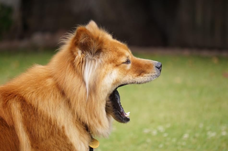 Chow Dog portrait