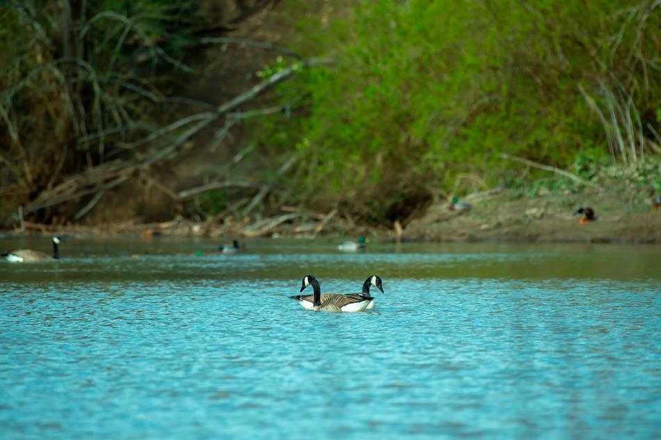 Duck Birds in water