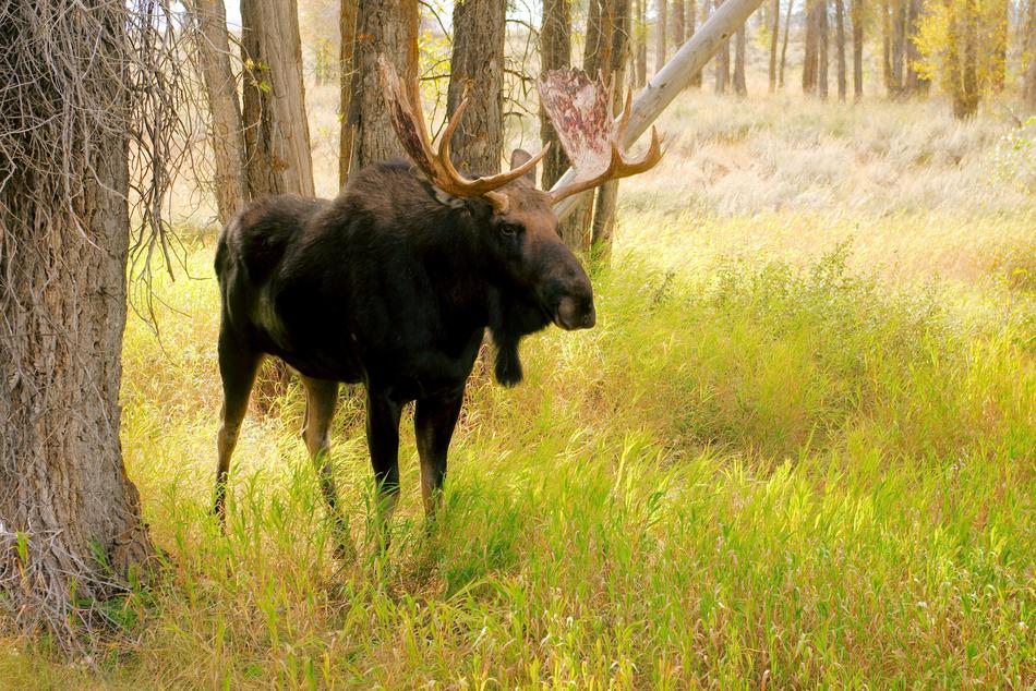 Bull Moose with heavy horns in forest at autumn