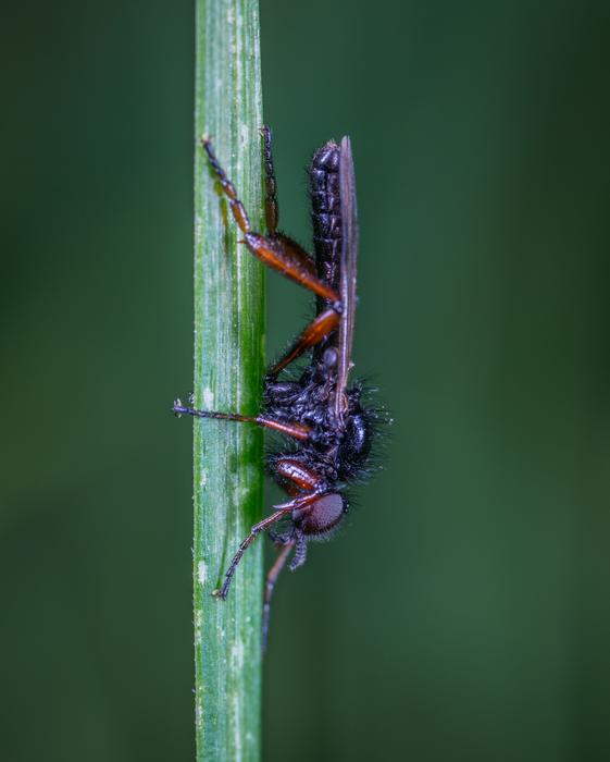 Insect Macro