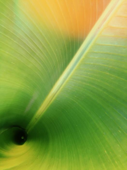 Abstract Background Banana