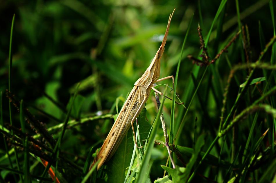 Mantis Phasmid Insect macro view