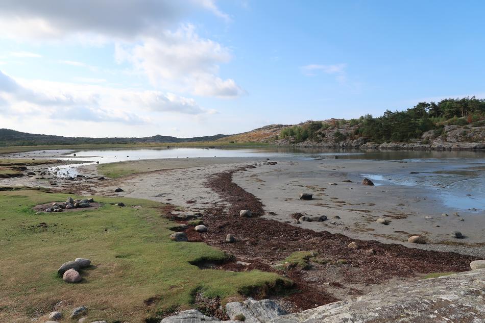 Beach Seaweed Sea