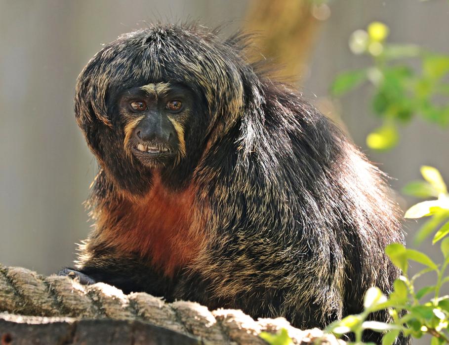Monkey Enclosure at Animal World