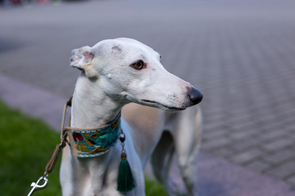 breed Dog Collar