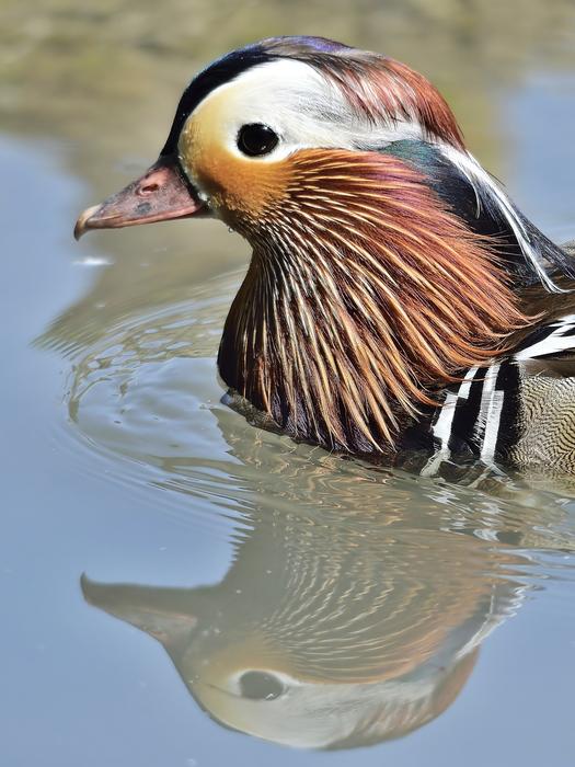 floating colored duck