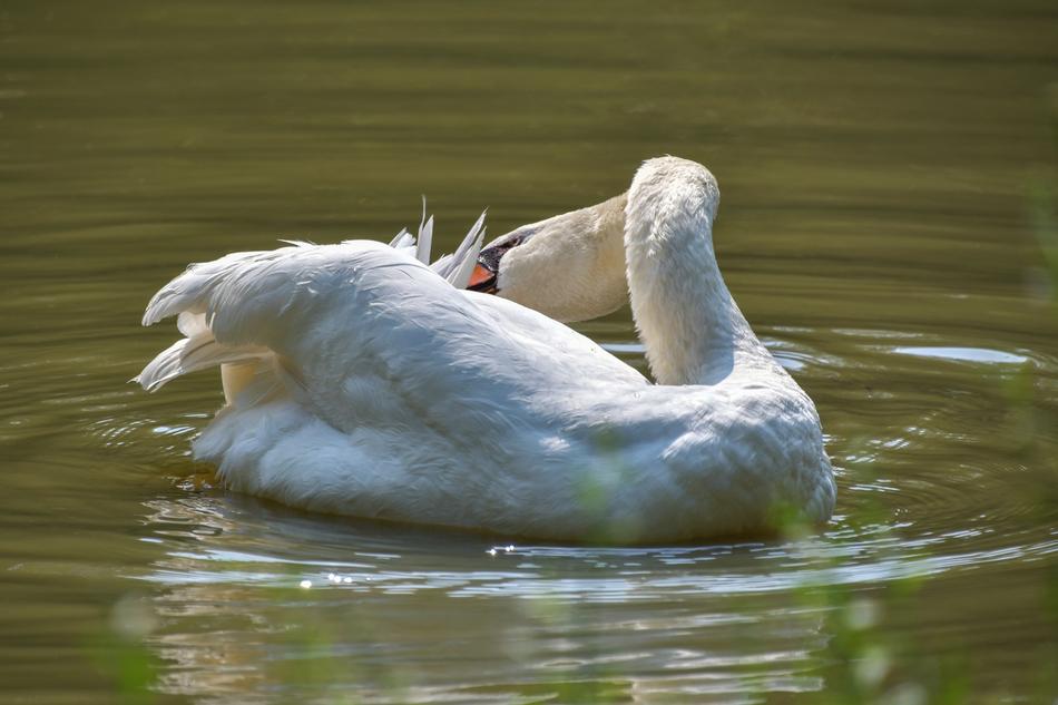 Swan White Toilet