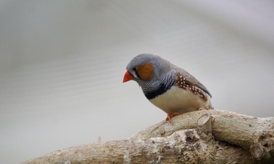 Bird Outdoor Nature