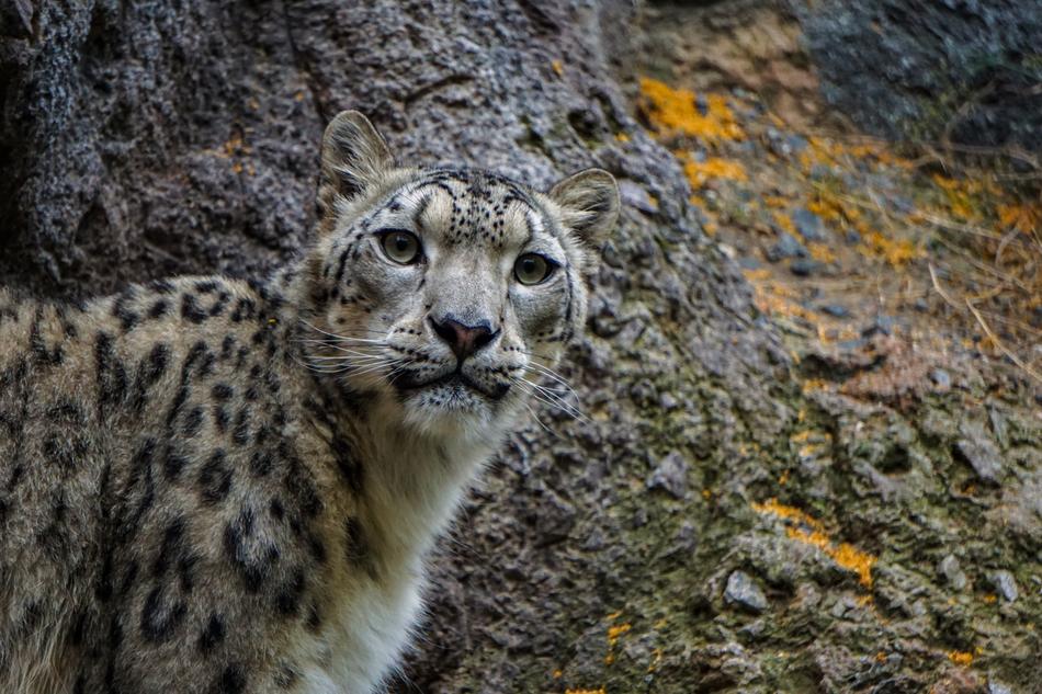 Snow Leopard Cat Big
