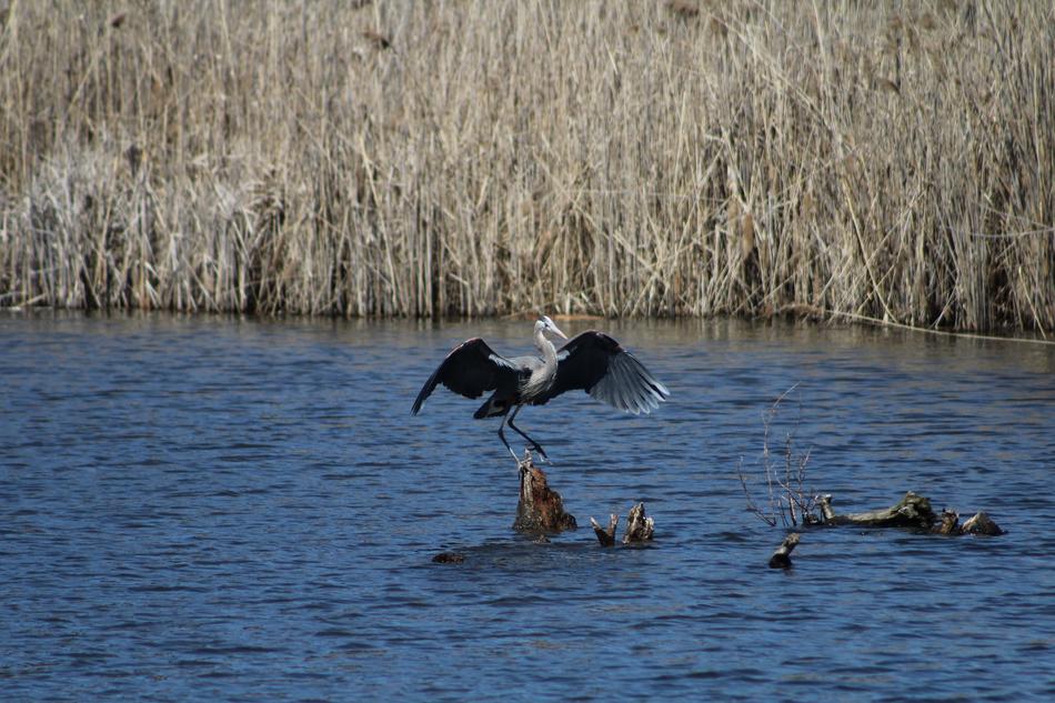 Bird Landing Wings