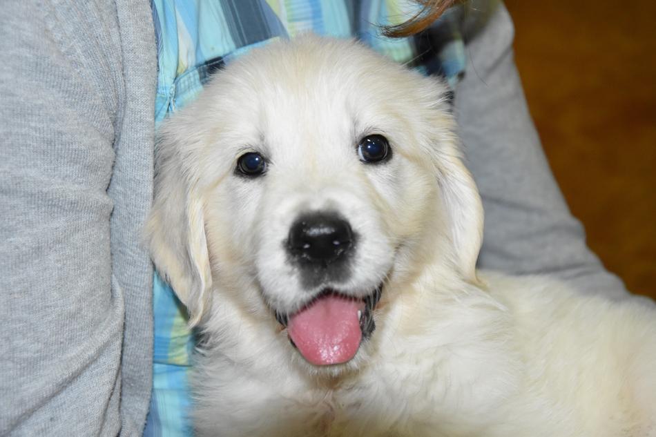 Puppy Golden Retriever Dog
