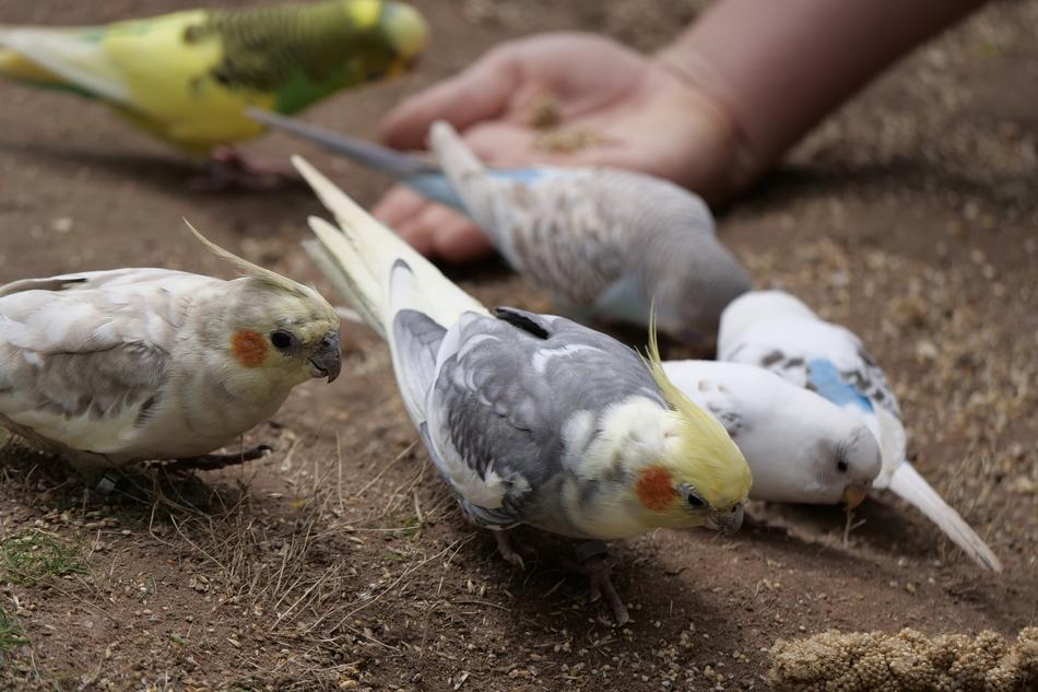 beautiful colored parrots near a person