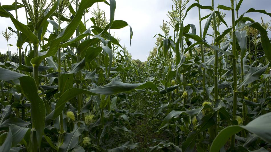 blooming corn in the field