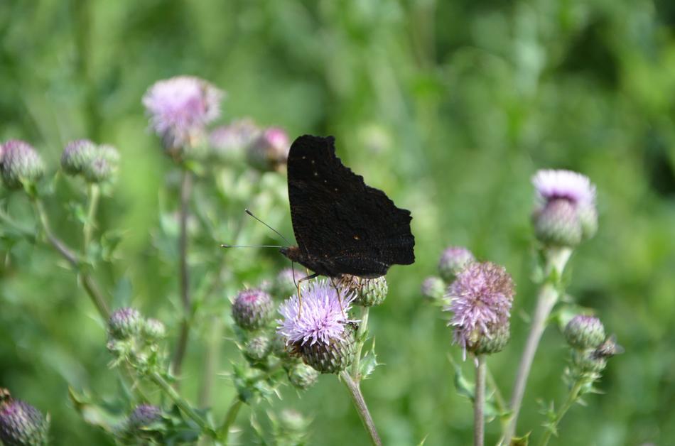 Insect Butterfly Wings Closed