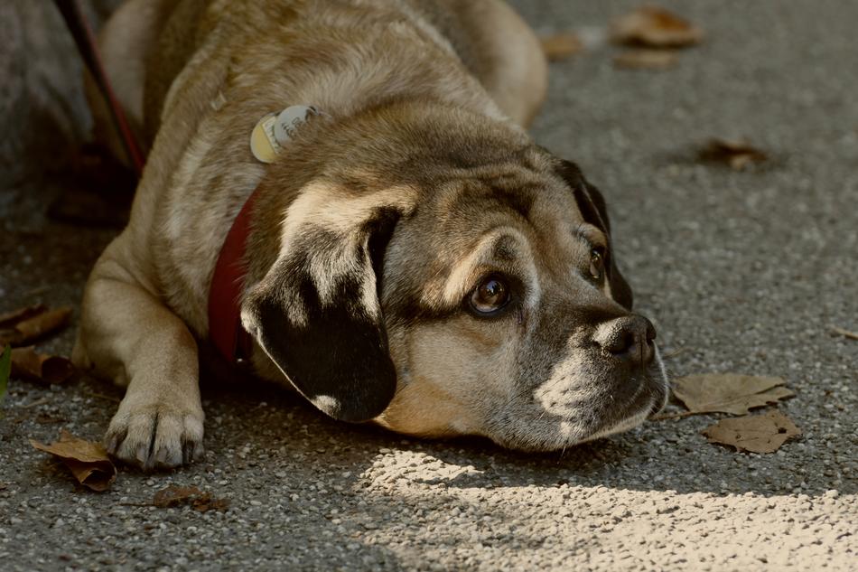 Dog Pet Quadruped