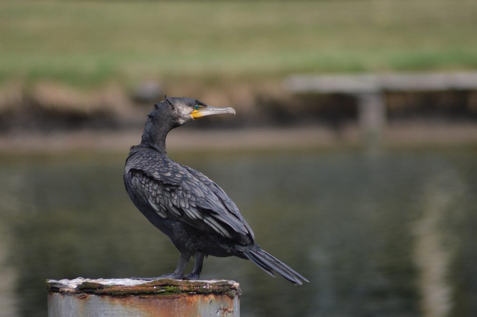 Cormorant Bird Plumage in wildlife