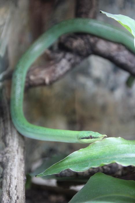 Snake Green Reptile