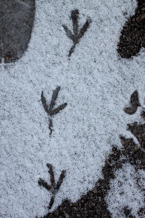 Snow Winter Cold