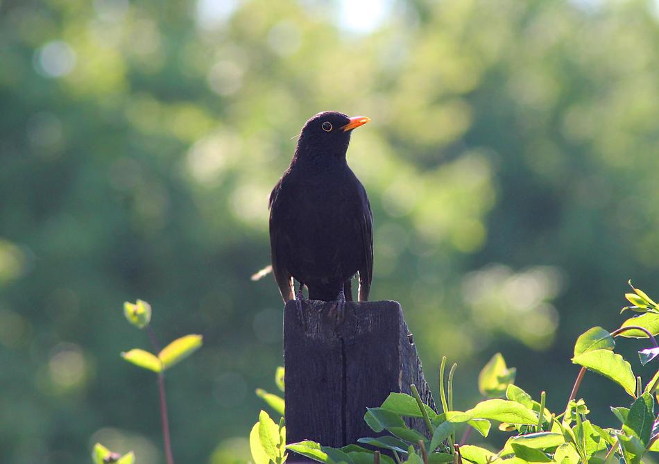 Bird Blackbird at summer