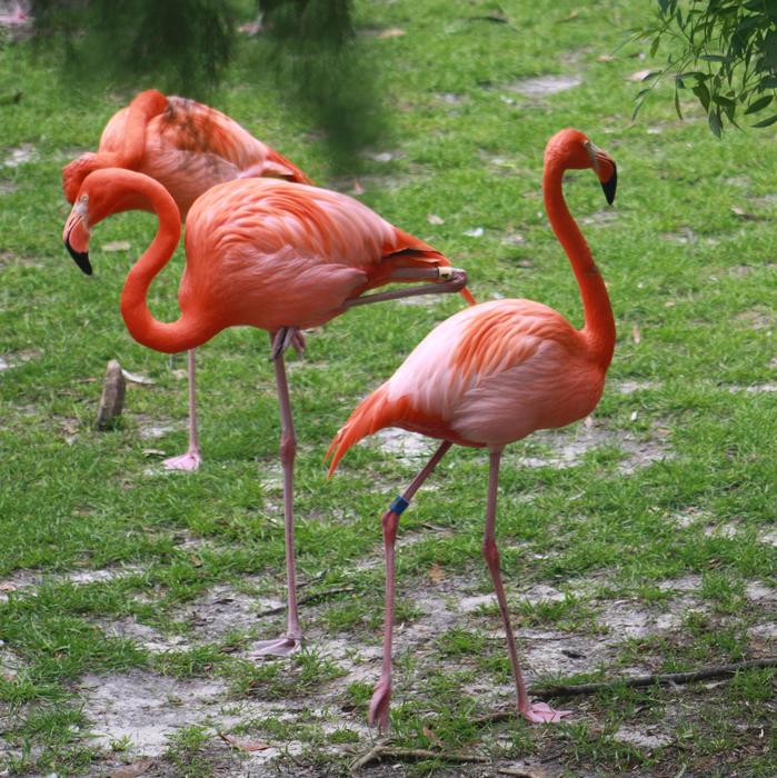 Flamingos Pink colorful