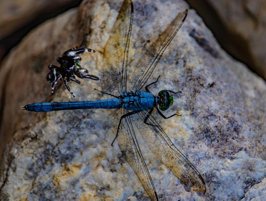 blue Dragonfly and Spider
