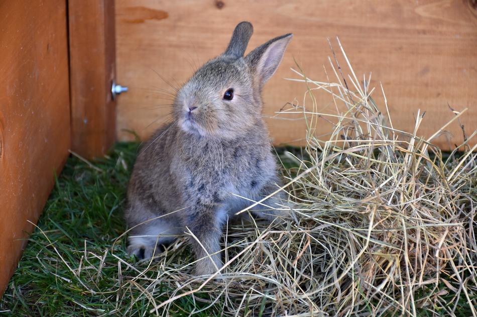 Bunny Pet Rabbit