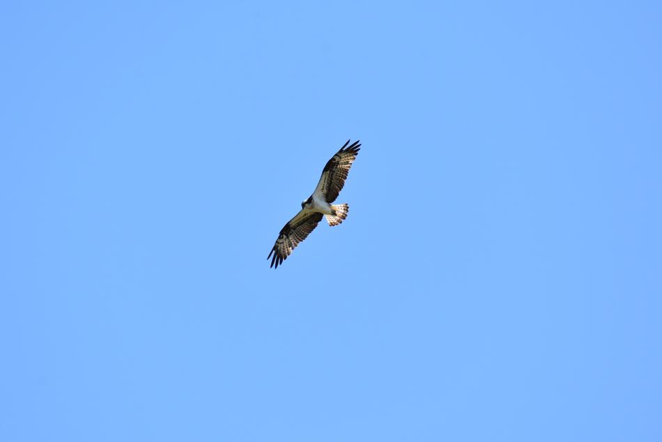 flying wild bird in the sky