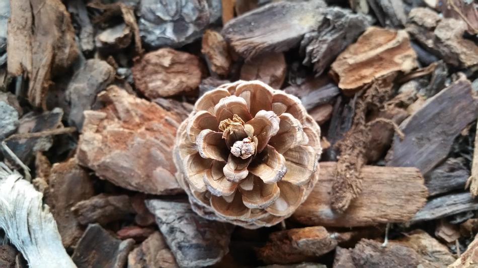 Desktop Background Pine Cone