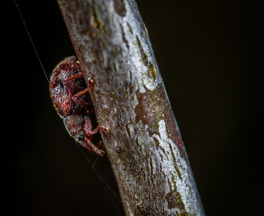 Insect on dry log macro picture