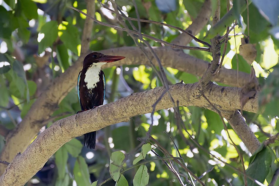 Kingfisher Bird Nature
