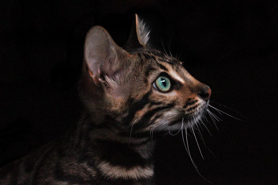Cat macro fauna