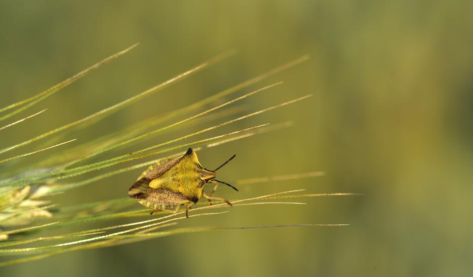 Barley Ear Bug macro view