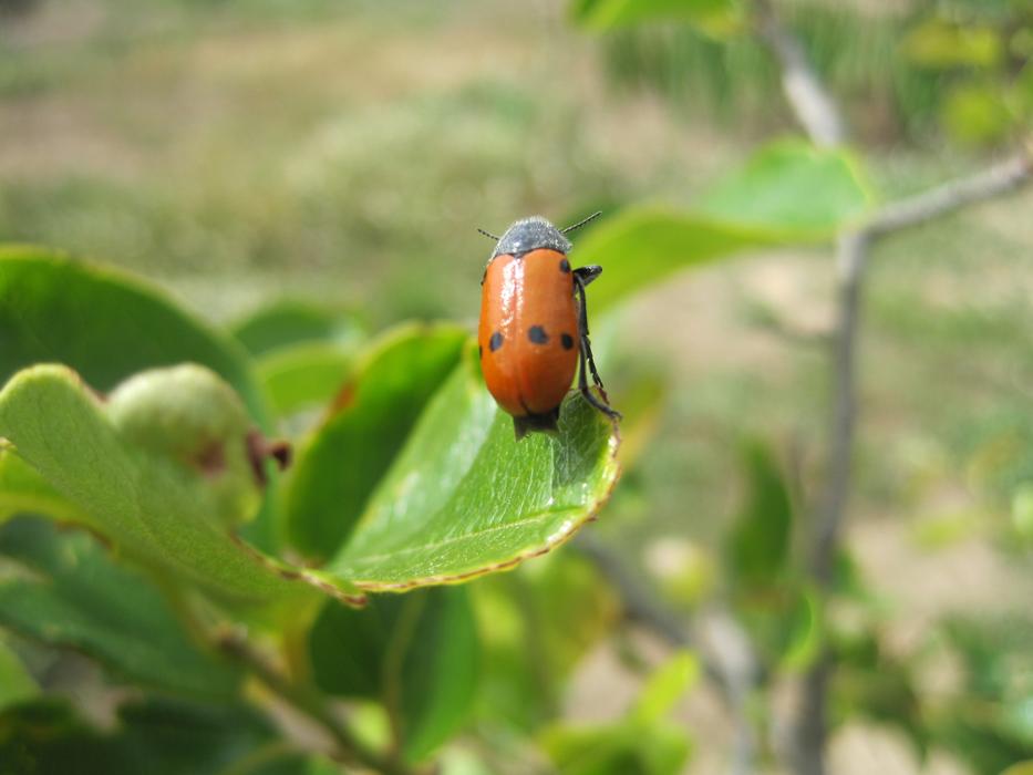 Leaves Insect Plant