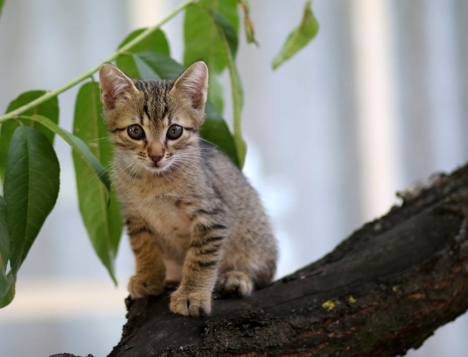 Cat Small Animals
