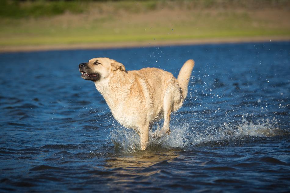 a happy dog running through the water